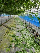 팜모닝 기타작물·영농일지 게시글 이미지