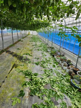 박미라님의 기타작물 · 영농일지 작성글 사진