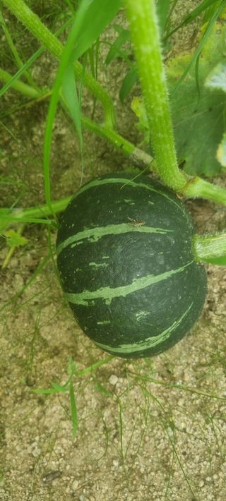 박사원농장님의 기타작물 · 영농일지 작성글 사진