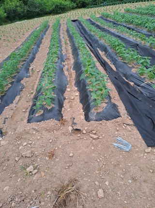 원영국님의 참깨 · 영농일지 작성글 사진