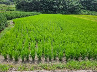 김천수님의 벼 · 영농일지 작성글 사진