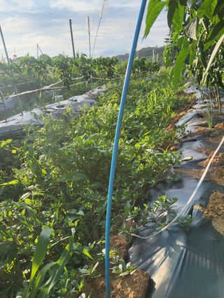 자.담.스.팜님의 파 · 영농일지 작성글 사진