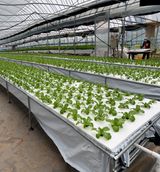 팜모닝 상추·영농일지 게시글 이미지