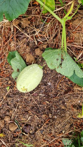 권혁렬님의 호박 · 영농일지 작성글 사진