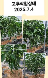 팜모닝 고추·영농일지 게시글 이미지