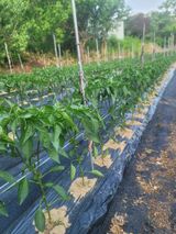 팜모닝 고추·영농일지 게시글 이미지