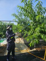 팜모닝 복숭아·영농일지 게시글 이미지