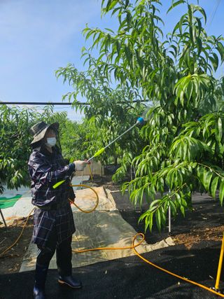 김인하님의 복숭아 · 영농일지 작성글 사진