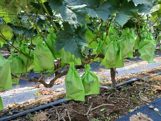 상훈경영체등록5년차님의 포도 · 영농일지 작성글 사진