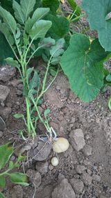 팜모닝 감자·영농일지 게시글 이미지