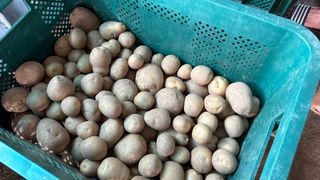 허석영님의 감자 · 영농일지 작성글 사진