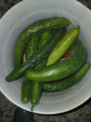 이갑덕님의 오이 · 영농일지 작성글 사진