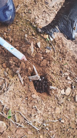 이인성님의 기타작물 · 영농일지 작성글 사진