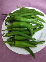 팜모닝 파·영농일지 게시글 이미지