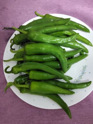 자.담.스.팜님의 파 · 영농일지 작성글 사진