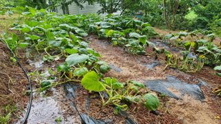 권혁렬님의 호박 · 영농일지 작성글 사진