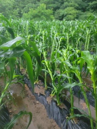 박래문님의 옥수수 · 영농일지 작성글 사진