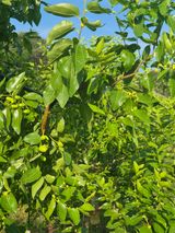 팜모닝 기타작물·영농일지 게시글 이미지