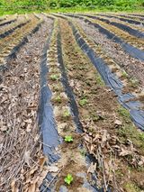 팜모닝 들깨·영농일지 게시글 이미지