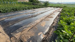 허석영님의 기타작물 · 영농일지 작성글 사진