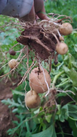 전영순님의 감자 · 영농일지 작성글 사진
