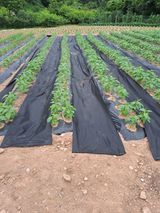 팜모닝 참깨·영농일지 게시글 이미지