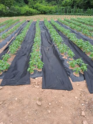 원영국님의 참깨 · 영농일지 작성글 사진