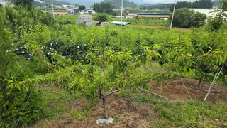 한내님의 복숭아 · 영농일지 작성글 사진