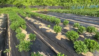 허석영님의 기타작물 · 영농일지 작성글 사진