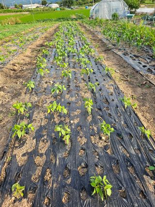 유명숙님의 참깨 · 영농일지 작성글 사진