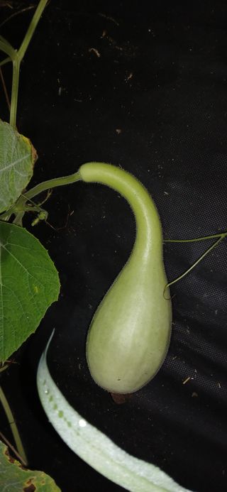 우철님의 기타작물 · 영농일지 작성글 사진