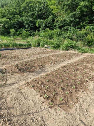 낙엽교목류21691님의 기타작물 · 영농일지 작성글 사진