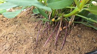 전영순님의 기타작물 · 영농일지 작성글 사진