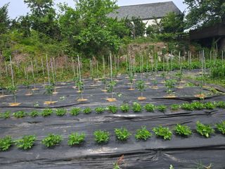 강화화도님의 기타작물 · 영농일지 작성글 사진