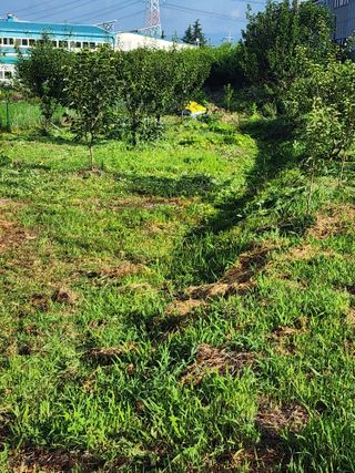 박병한님의 자두 · 영농일지 작성글 사진