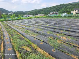 chol E님의 들깨 · 영농일지 작성글 사진
