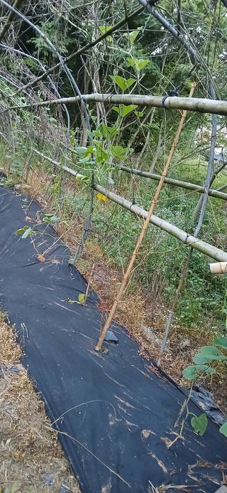 우철님의 기타작물 · 영농일지 작성글 사진