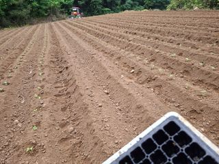들깨 자색마 고추님의 들깨 · 영농일지 작성글 사진