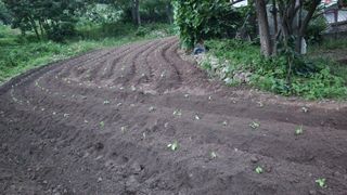 남상호 님의 들깨 · 영농일지 작성글 사진