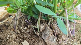 전영순님의 기타작물 · 영농일지 작성글 사진