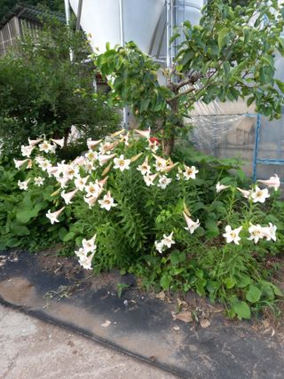 배추19087님의 기타작물 · 영농일지 작성글 사진