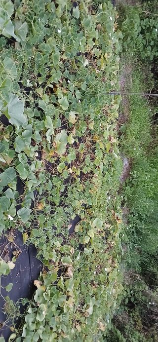 우철님의 기타작물 · 영농일지 작성글 사진