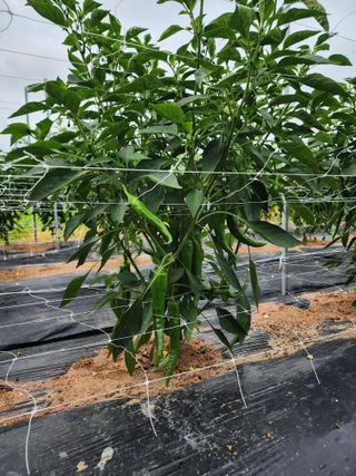 강동신님의 고추 · 영농일지 작성글 사진