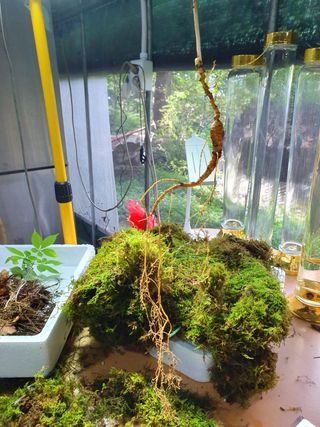 팔공백화산양산삼님의 기타작물 · 영농일지 작성글 사진