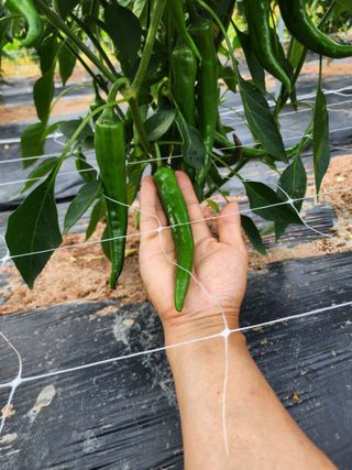 강동신님의 고추 · 영농일지 작성글 사진