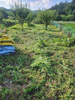 박병한님의 자두 · 영농일지 작성글 사진