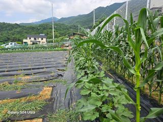 chol E님의 들깨 · 영농일지 작성글 사진