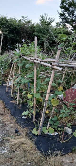 우철님의 기타작물 · 영농일지 작성글 사진