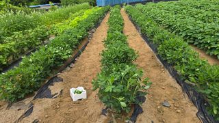 전영순님의 기타작물 · 영농일지 작성글 사진