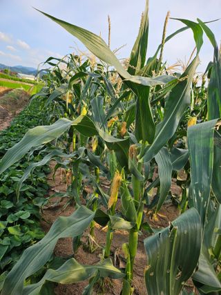 유명숙님의 참깨 · 영농일지 작성글 사진